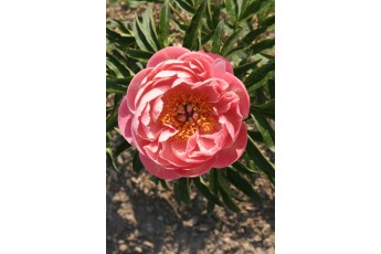 CORAL CHARM